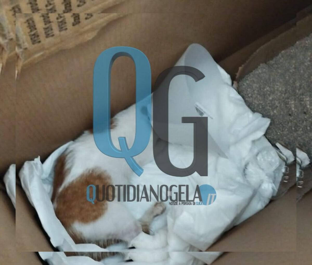 Gatto investito, "assistito a nostre spese": "Chiesto aiuto ma tutti se ne sono lavati le mani" - Il gatto investito ieri notte