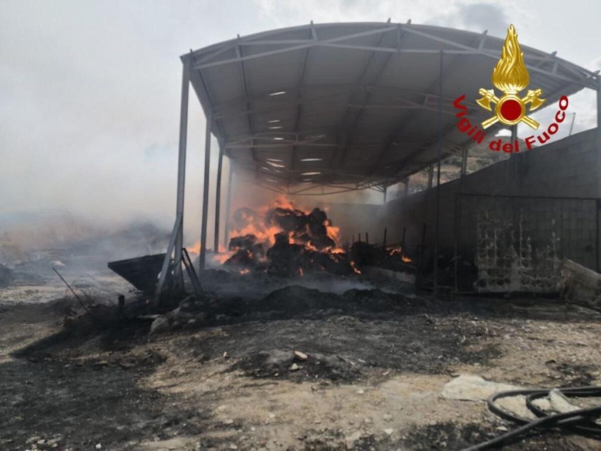 In fiamme stalla a Corleone, strage di bovini - 