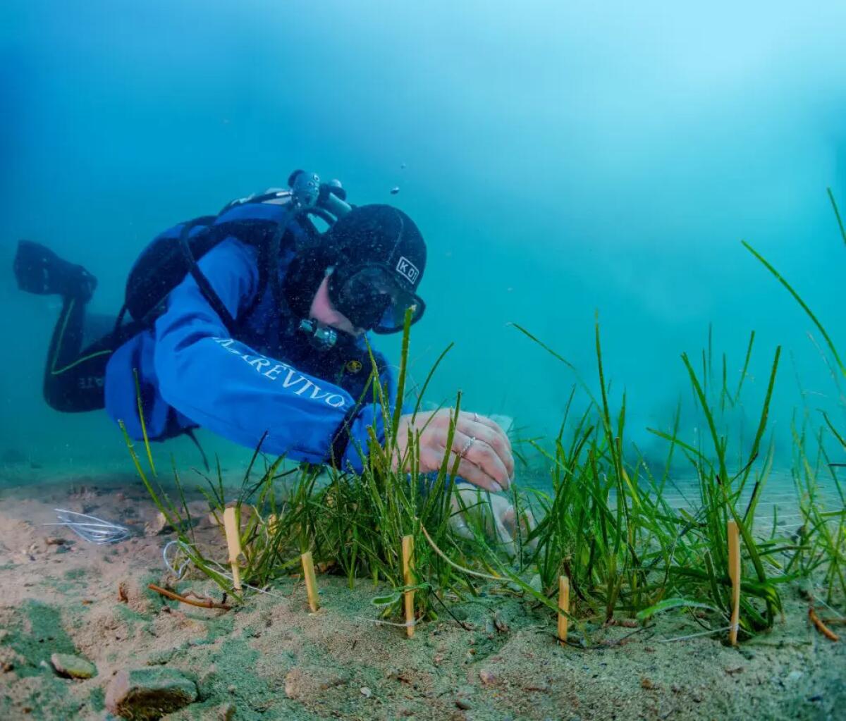 Marevivo, con “Replant” ripopolati 100 mq di cymodocea nodosa a Trieste - 