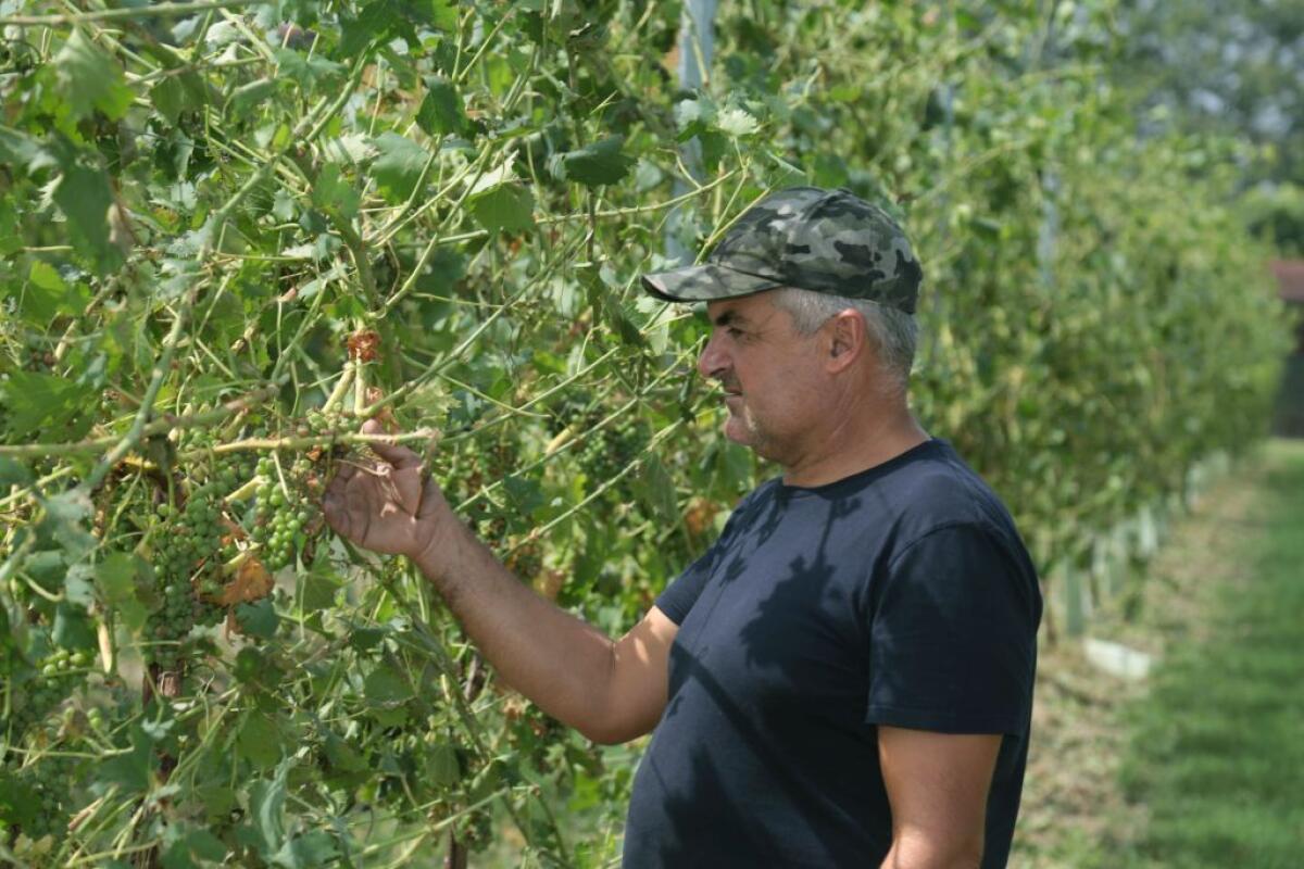 Peronospera, Fedagricoltura a fianco dei viticoltori siciliani - 