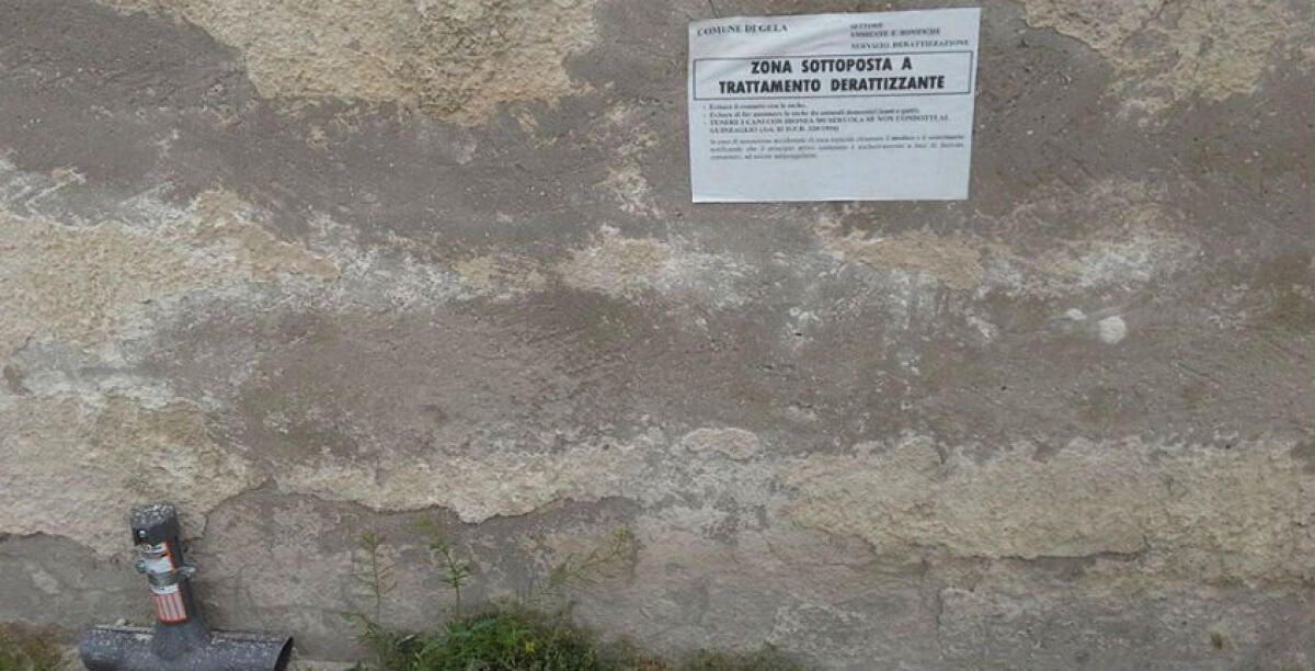 Aumenta presenza di topi anche nei pressi di scuole, Ascia: "Incrementare derattizzazione" -