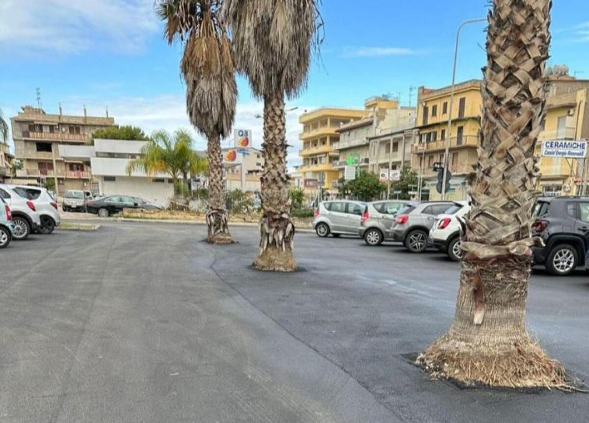 Palme con la presenza ingombrante di bitume: Trainito, "un obbrobrio, si intervenga subito" - 