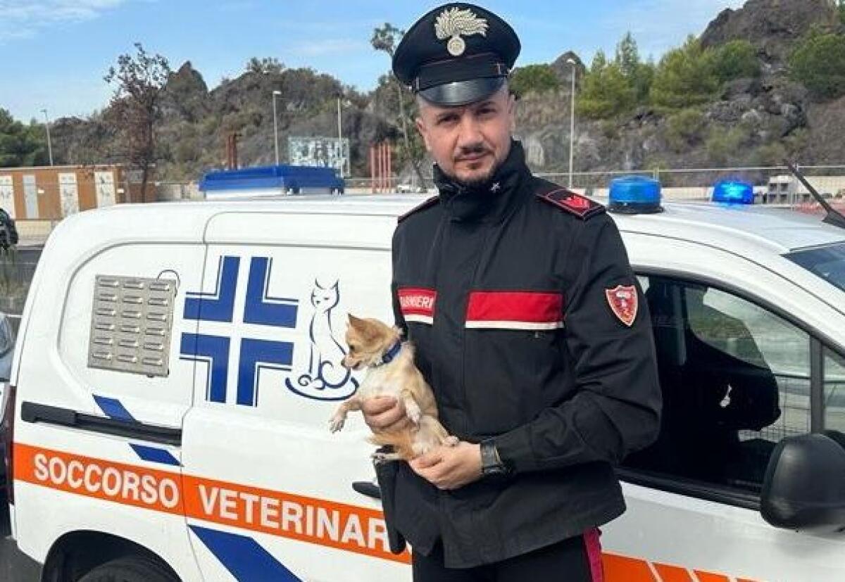 Cagnolino lasciato in auto salvato dai Carabinieri a Catania - 
