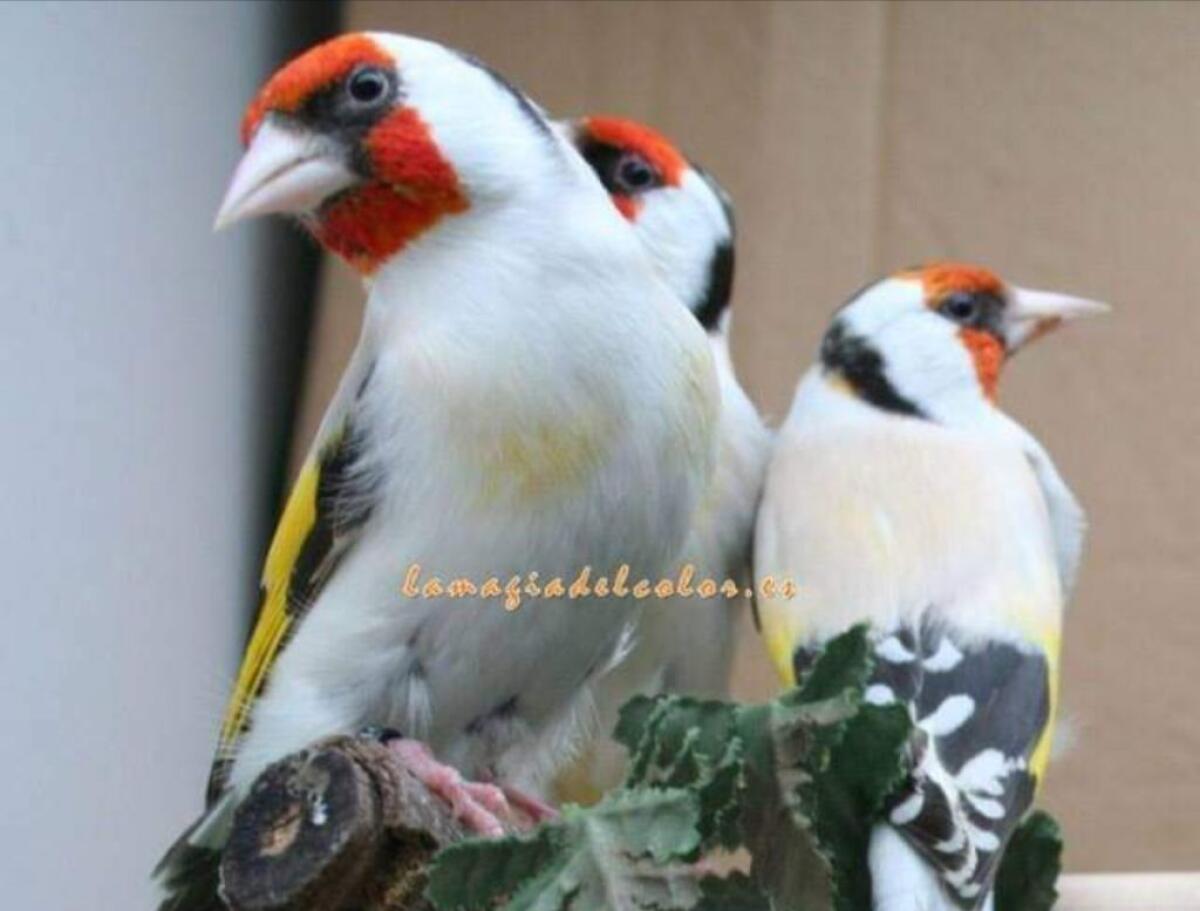 Un folto calendario di eventi per l'associazione ornitologica: gare e mostre - 