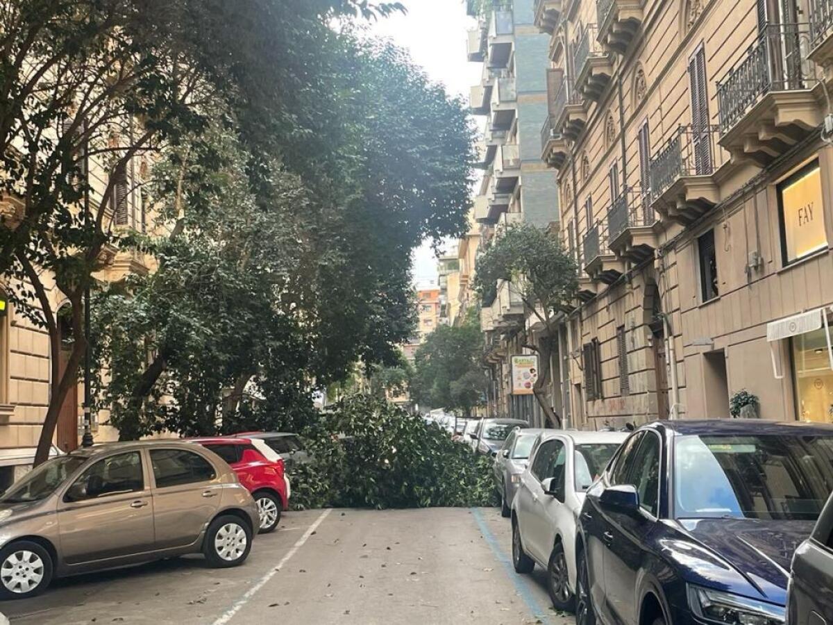 Palermo, alberi caduti per il forte vento in città / VIDEO - 