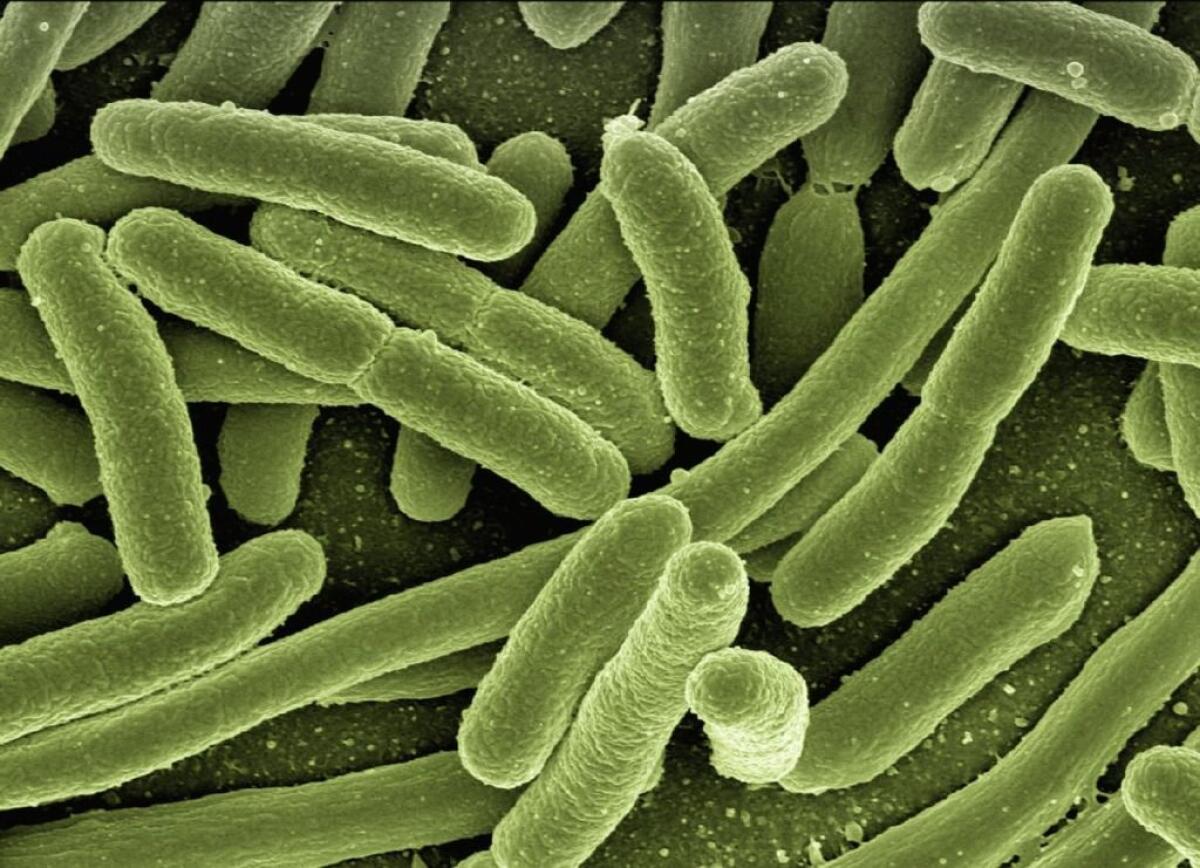 Tumore colon, enzima del batterio Escherichia Coli osservato speciale - 