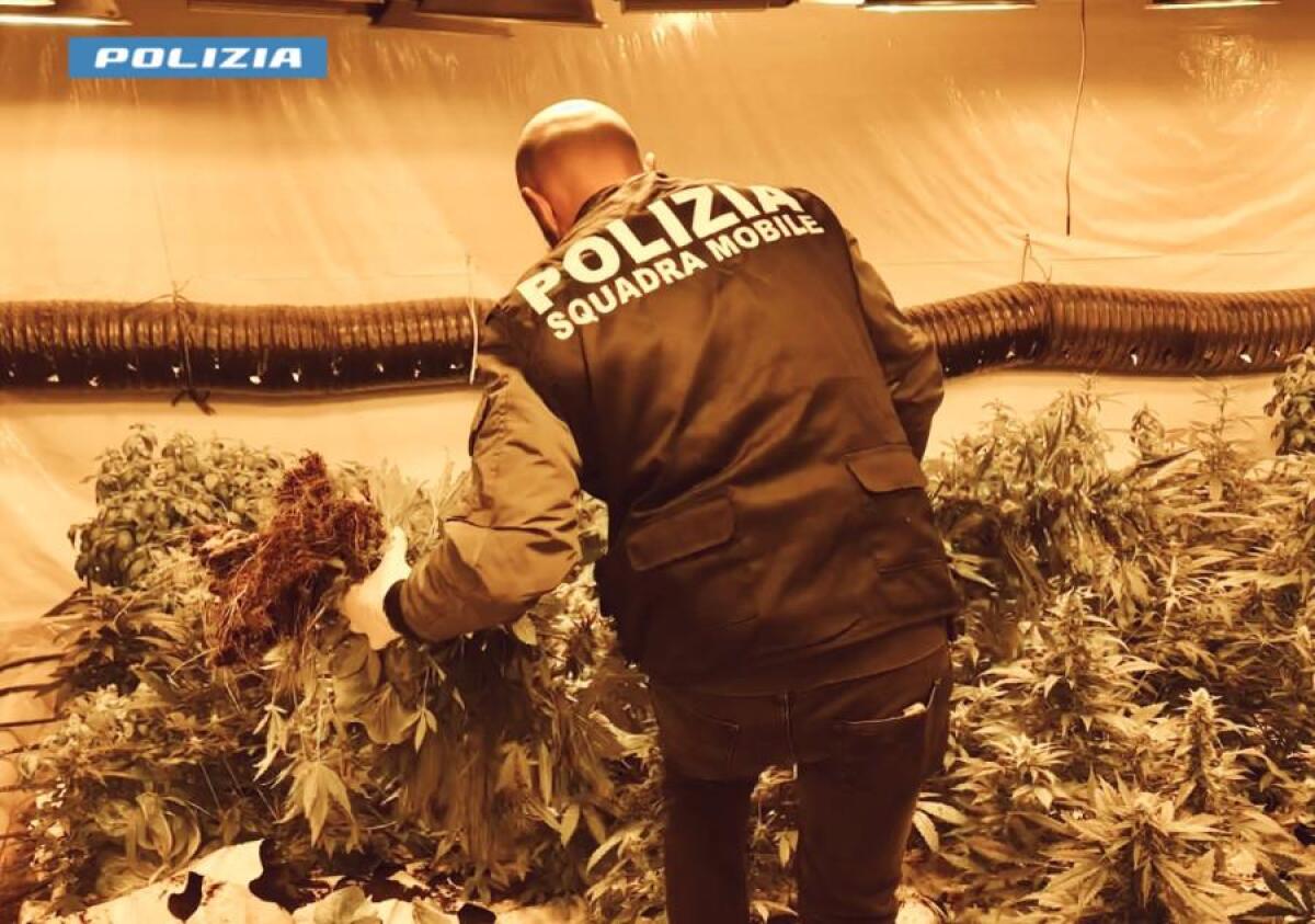 Oltre 1.100 piante di marijuana in una serra indoor sotto casa: arrestato 76enne (VIDEO) -