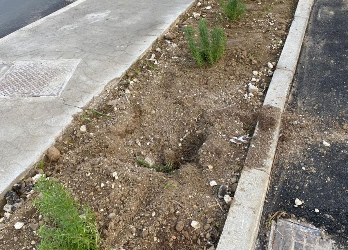 Cantiere via Venezia, rubate almeno due palme che erano state collocate -