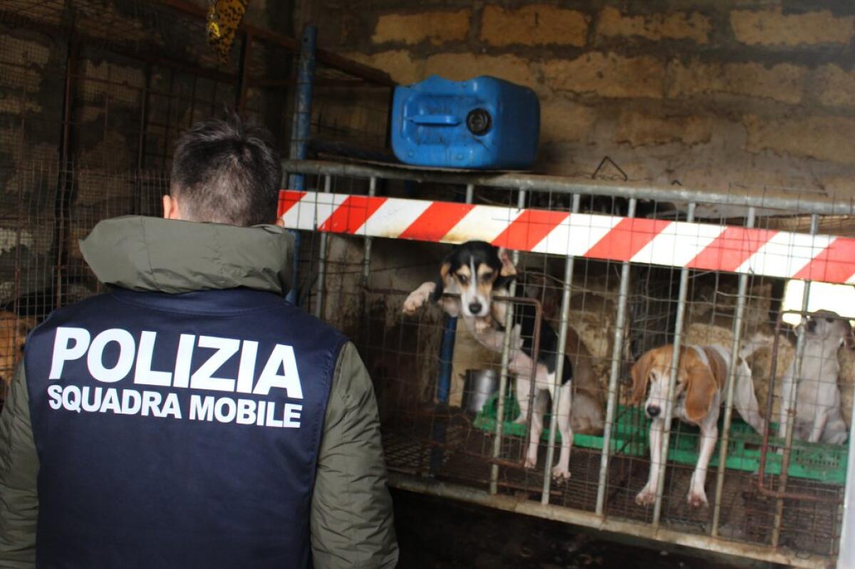Cani in condizioni estreme, liberati dai poliziotti durante un'attività di controllo -