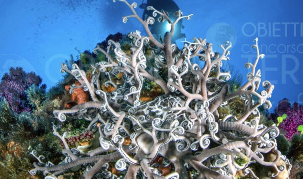 Parco Nazionale Pantelleria aderisce a concorso fotografico “Obiettivo Terra” - 