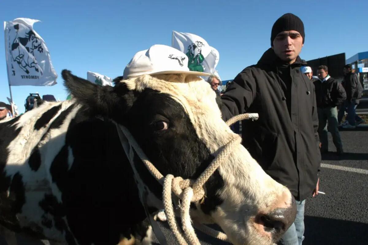 Protesta trattori, delegazione a San Pietro con la mucca Ercolina - 