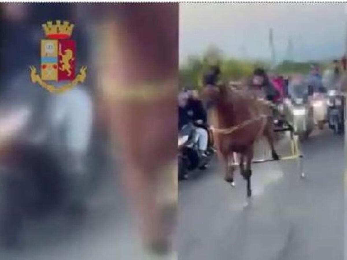 A Niscemi una corsa clandestina di cavalli, ventisette avvisi orali del questore: c'è un'indagine -