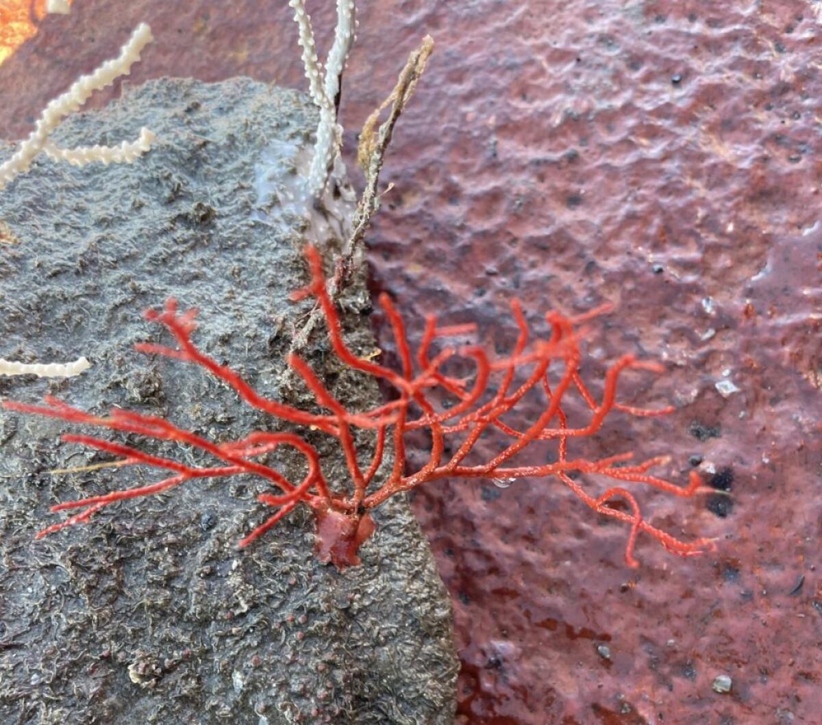 Diga foranea Genova, Webuild e Acquario insieme per l’ecosistema marino - 