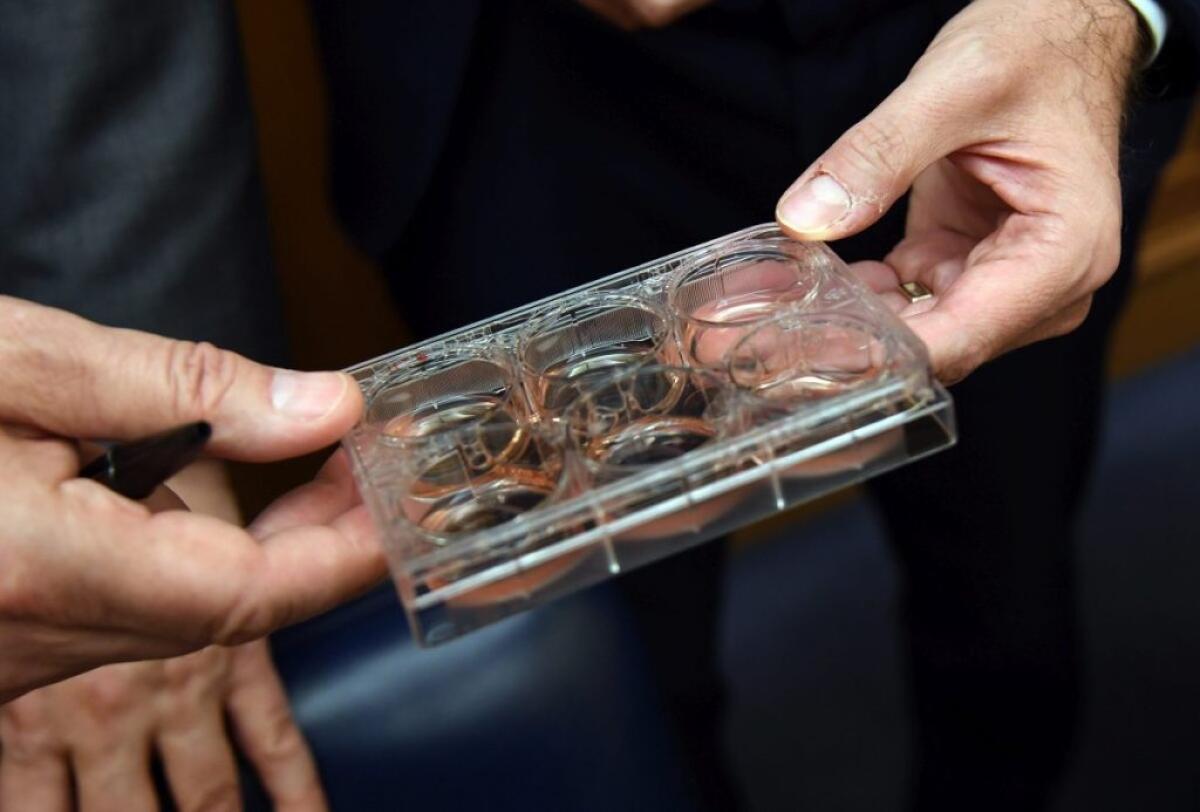 Carne coltivata. Studio Unife-Swg, dagli italiani interesse e curiosità - 