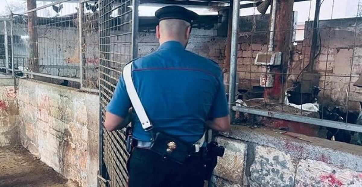 Strutture ovile non in regola, nell'area rifiuti speciali, masserizie e roghi: "Da demolire" - Immagine di repertorio