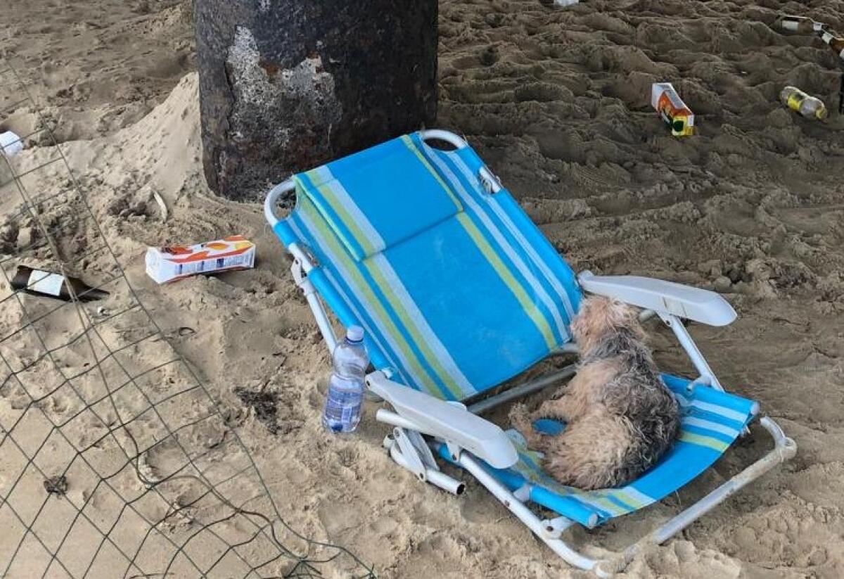 Cane rischia di annegare, salvato dalla prontezza di ambulante d'origini nordafricane -
