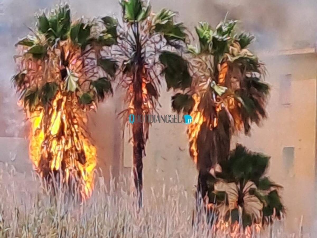 Palme e un'intera area verde in fiamme, incendio si è sviluppato in pochi minuti - 