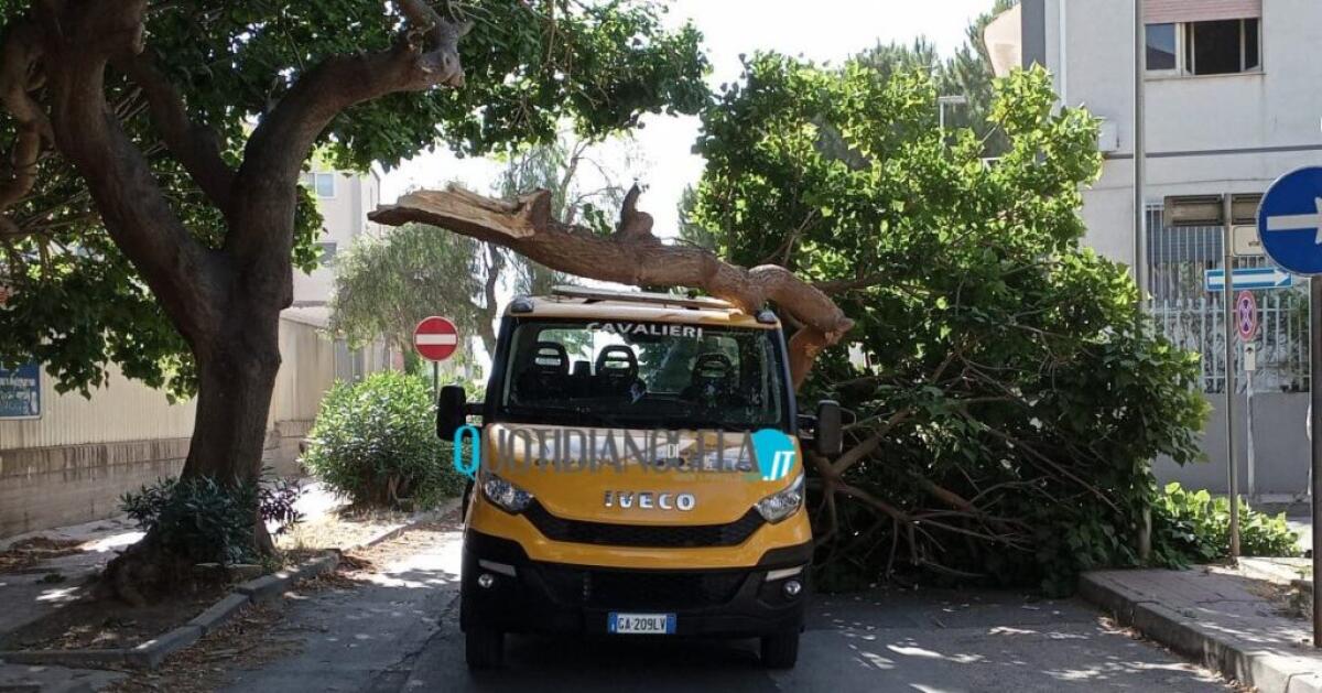 Albero in strada in via degli Appennini, è ceduto di netto: mezzi per rimuoverlo -