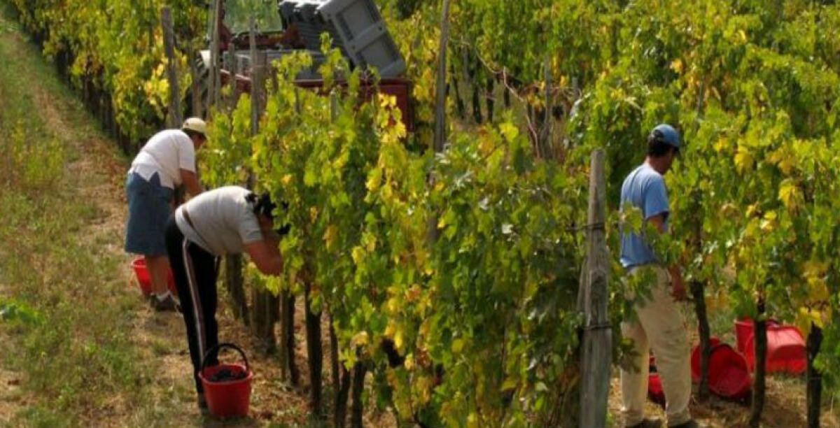 L'ipotesi del caporalato per un'azienda agricola: arriva l'assoluzione al termine del giudizio - Immagine repertorio