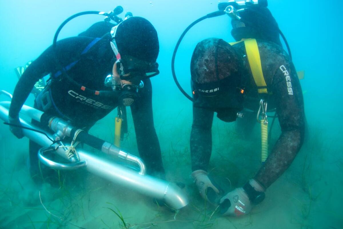 Terna avvia in Sicilia il trapianto sperimentale di Cymodocea nodosa -