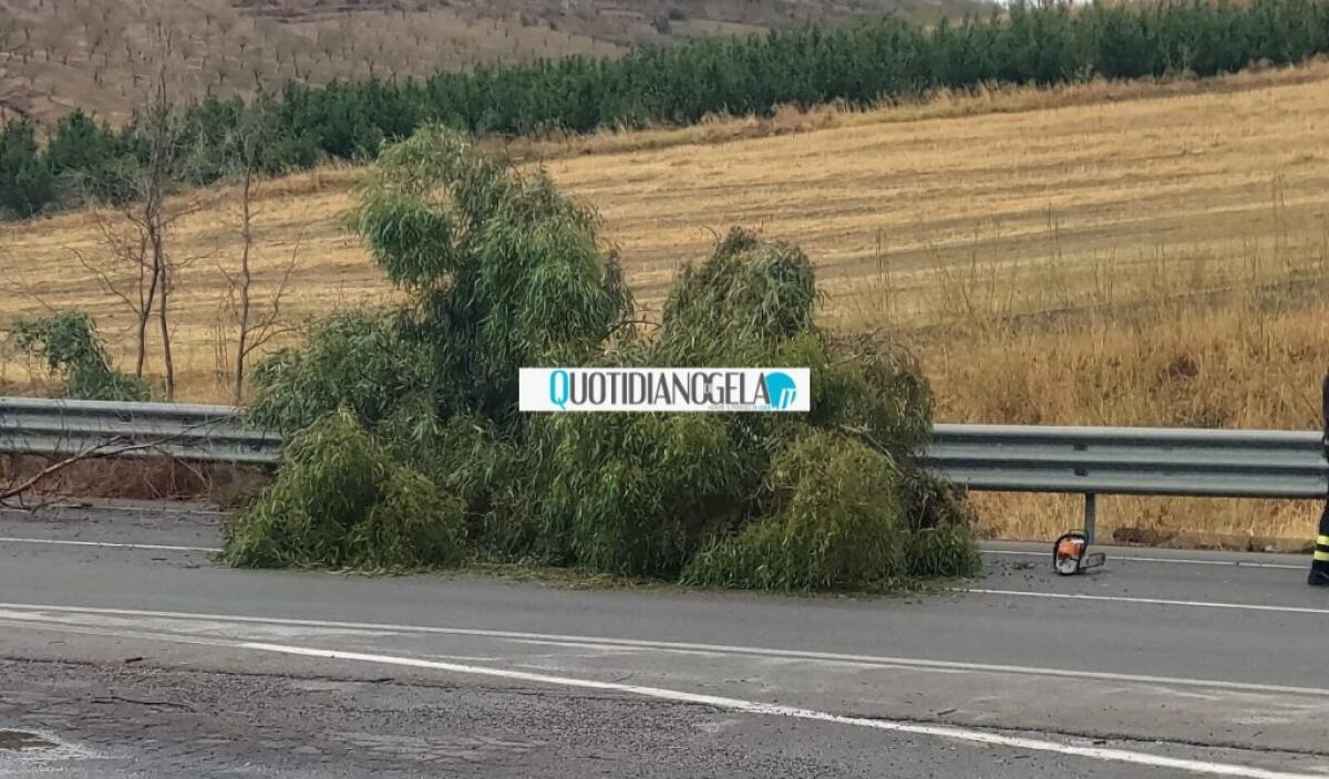 Vento e pioggia, alberi in strada sulla Gela-Caltanissetta -
