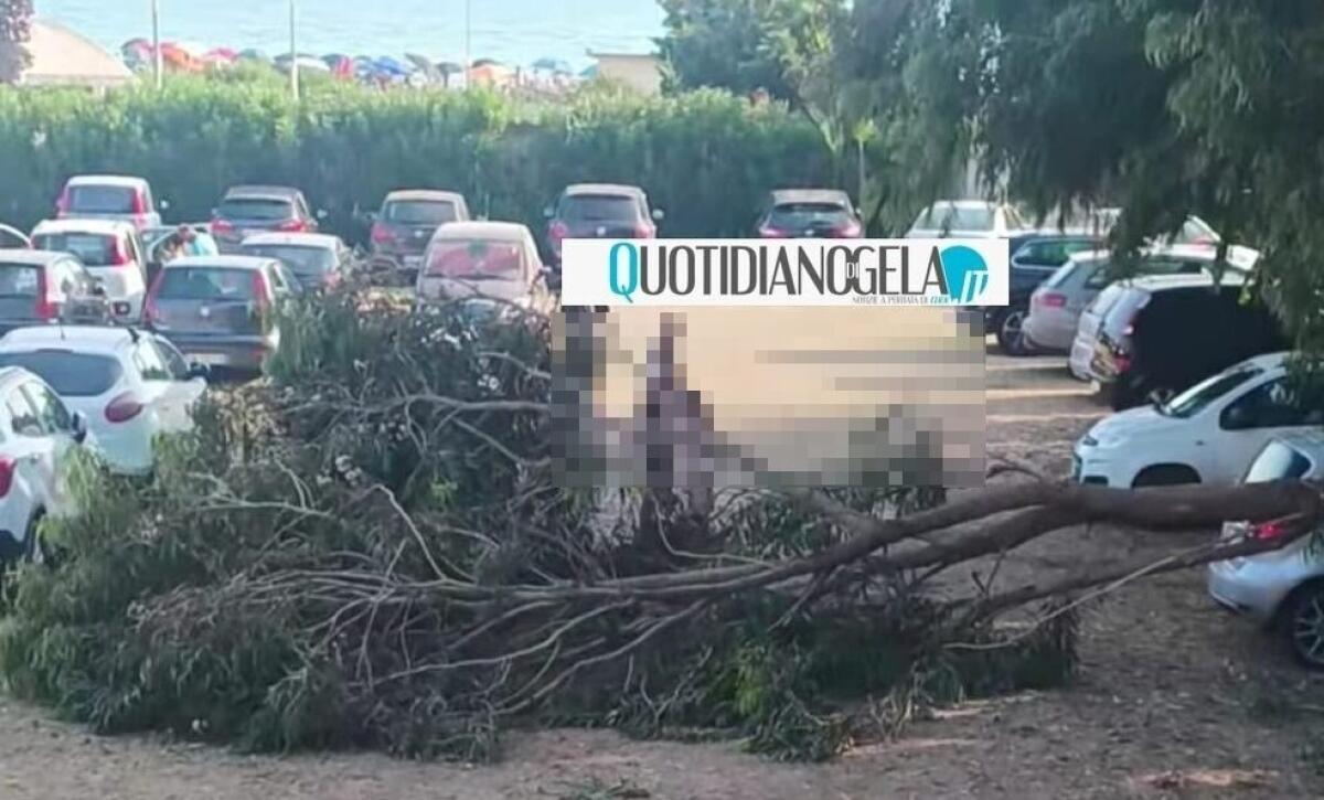 Albero cede in un'area di parcheggio sul lungomare, nel piazzale le auto dei bagnanti -