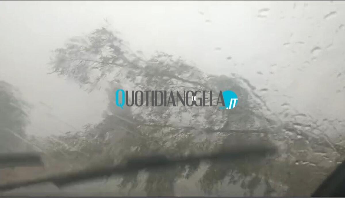 Pioggia e alberi in strada sulla Gela-Caltanissetta, ancora la questione sicurezza - 