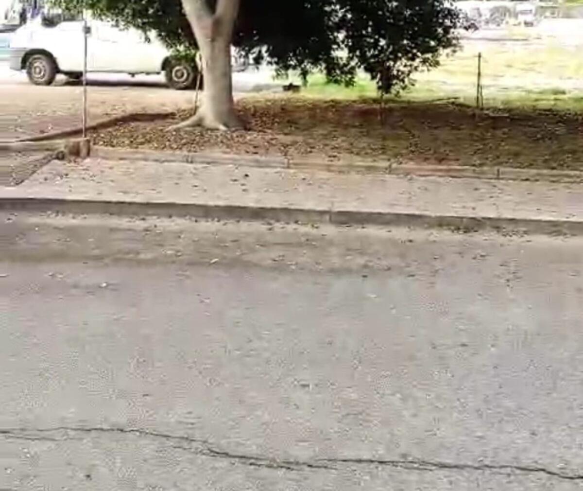 Via S.Alfredo, alberi senza manutenzione: radici sempre più profonde e strada a rischio - 