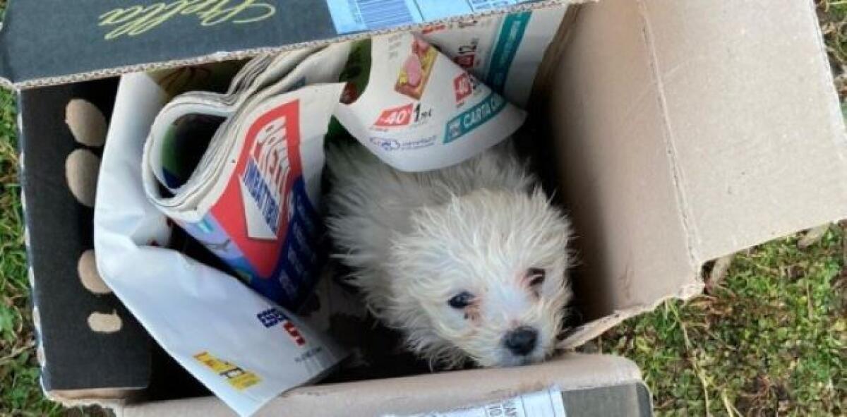 A proceso per aver maltrattato un cane: messa alla prova ok, chiuso giudizio - 