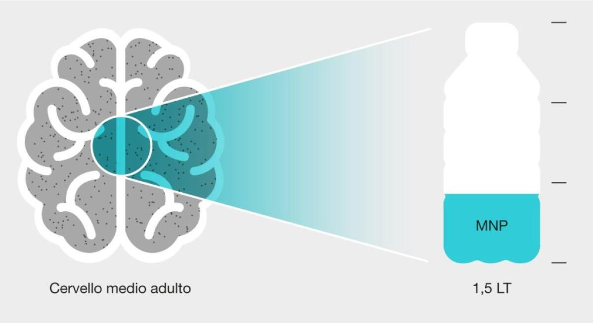 Nel cervello umano l’equivalente di 1/3 di una bottiglia di plastica - 