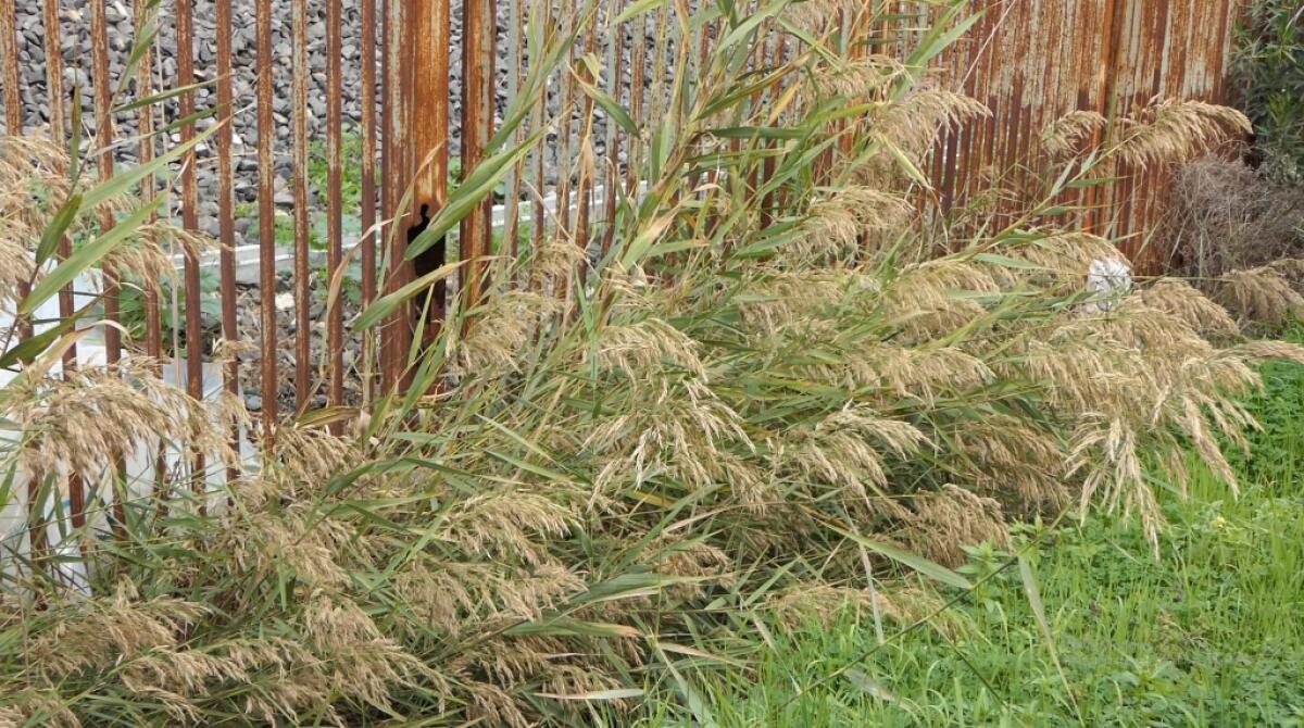 Via Bernardino Telesio, cattivo odore dal canale e mancata pulizia - 