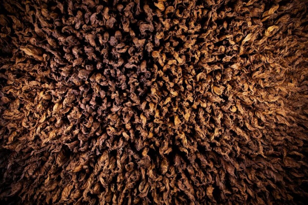 Manifatture Sigaro Toscano lancia “Terre”, omaggio alle radici italiane - 