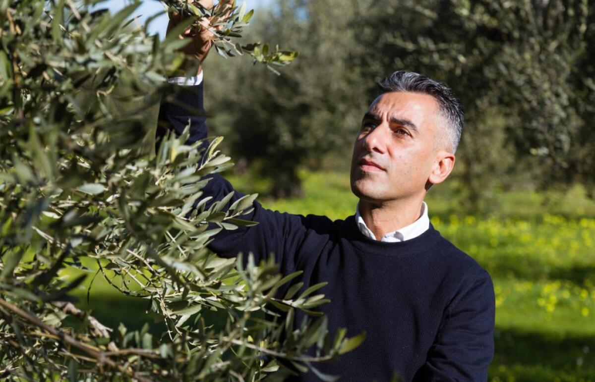 L'oro verde di Sicilia si trova a Colle San Leo, l'olio che esalta i sapori tradizionali - 