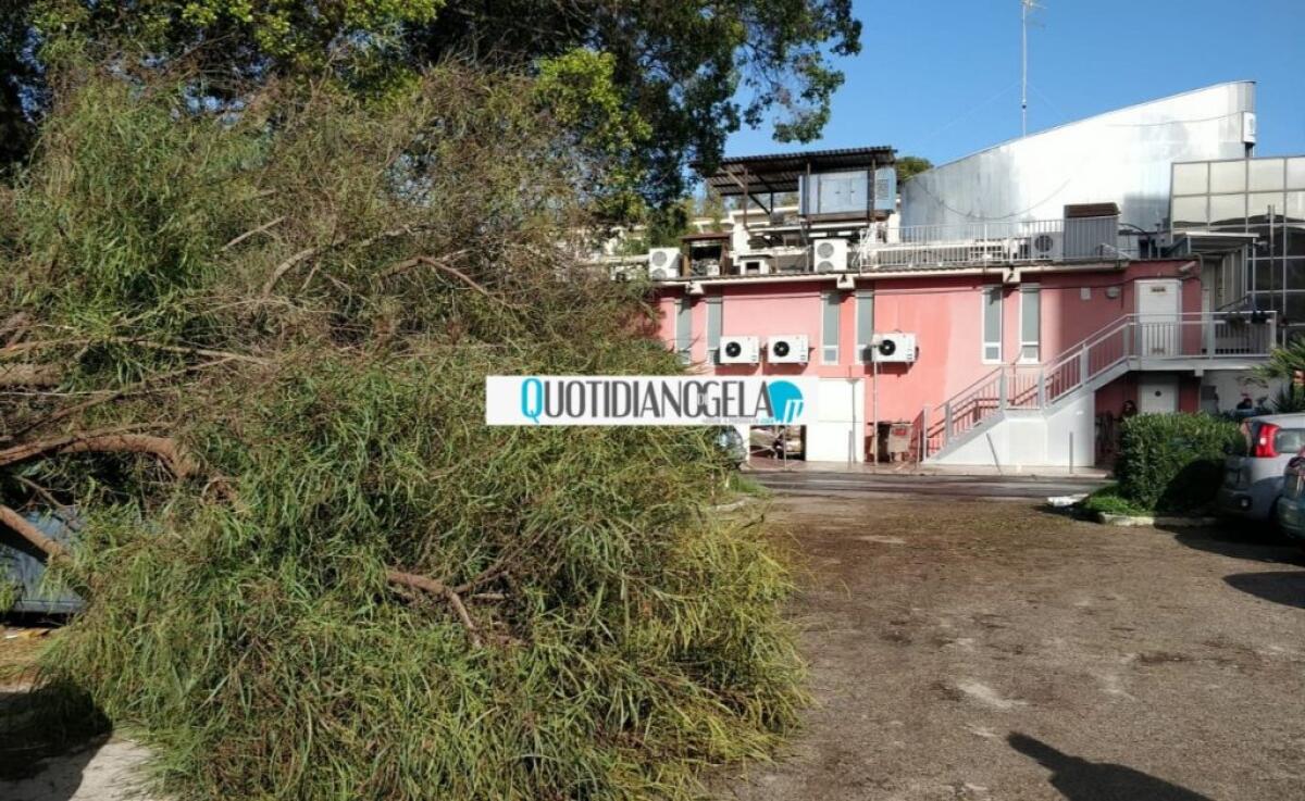 Macchitella, cede un albero: donna colpita, arrivati i soccorsi - 