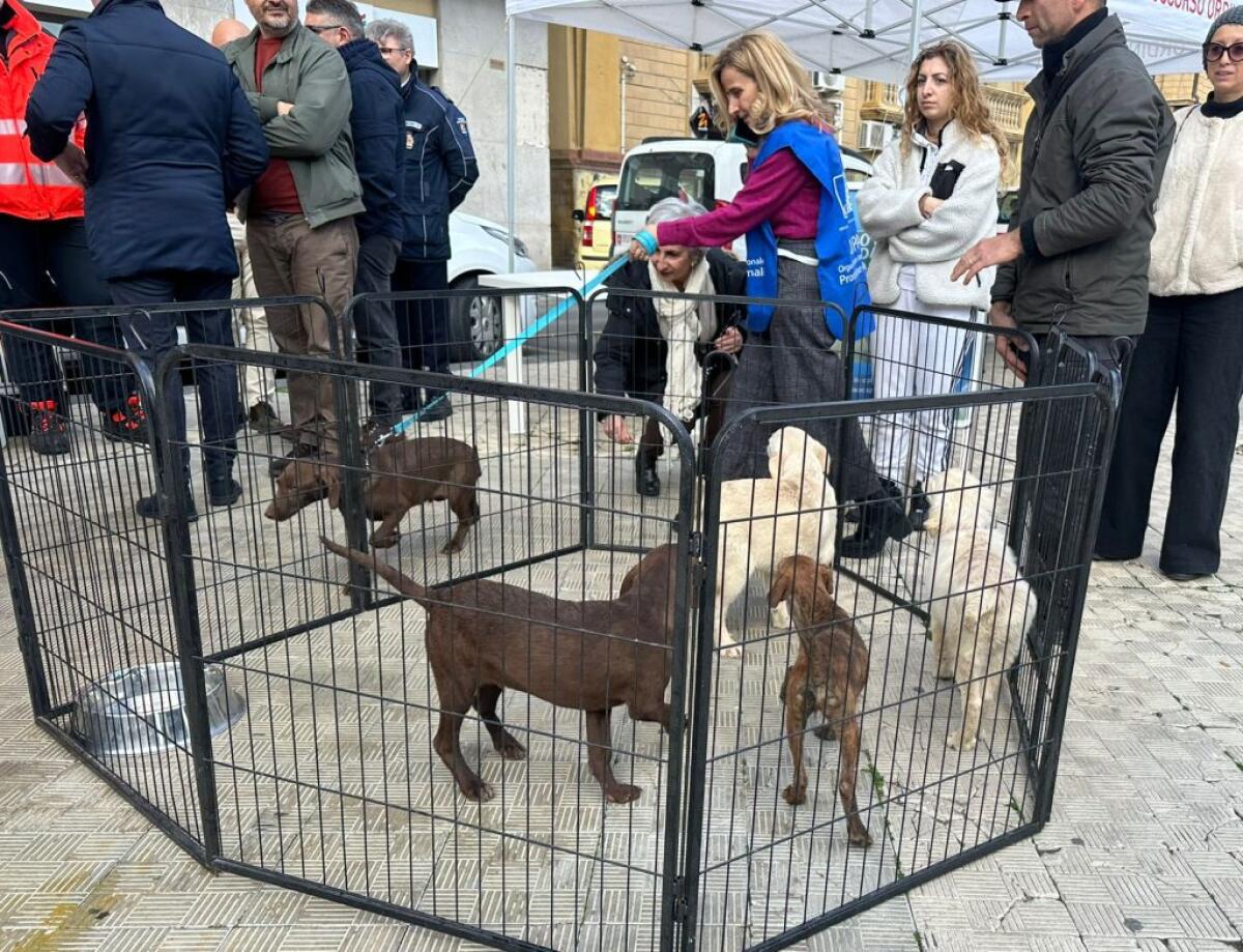 "Adotta un cane", l'unico che ha trovato padrone è stato restituito: Oipa, "servono metodi diversi" - 