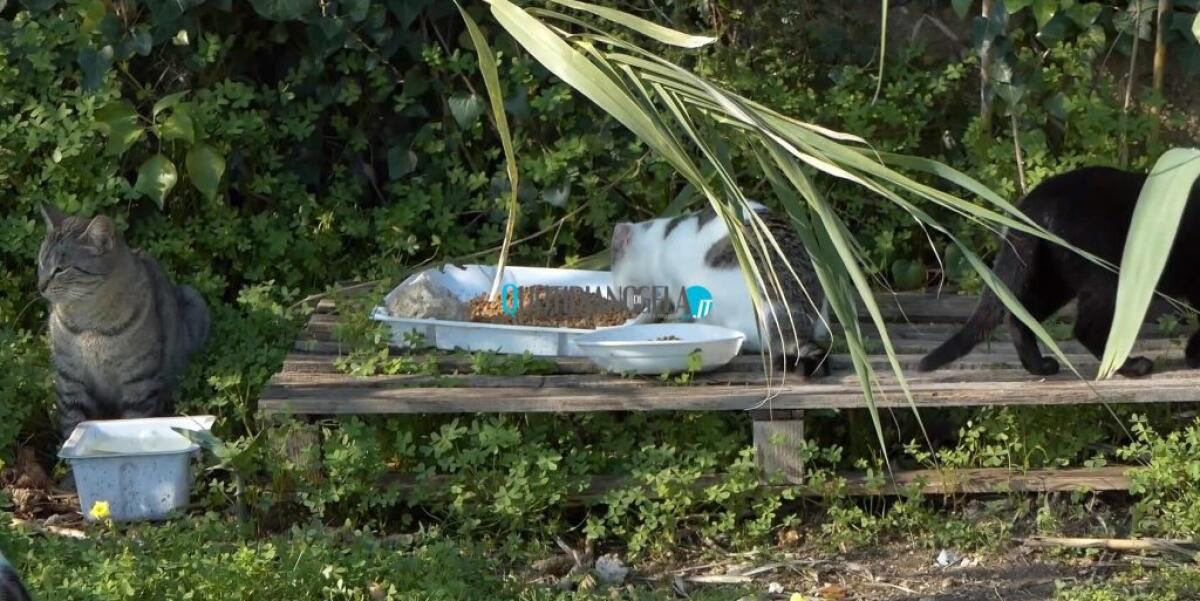 Ancora esche avvelenate per i gatti a Caposoprano, altri episodi denunciati dall'Oipa -