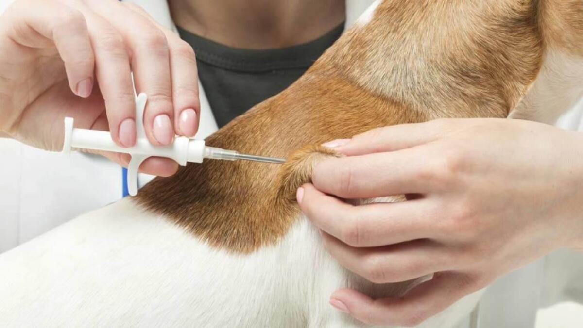 Microchippatura cani, ordinanza sindaco: "Sei mesi per regolarizzare" -