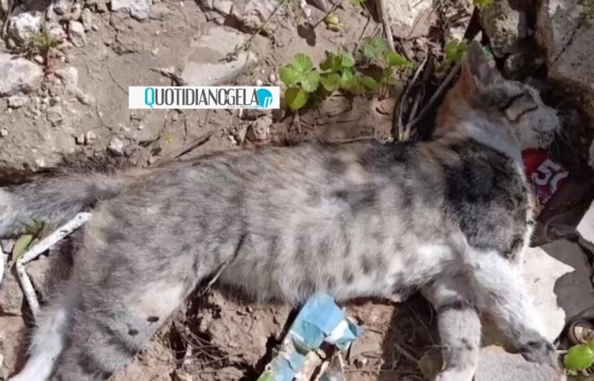 Gatti avvelenati, un'azione seriale: "È un reato penale, attenzione ai bocconi che uccidono" -