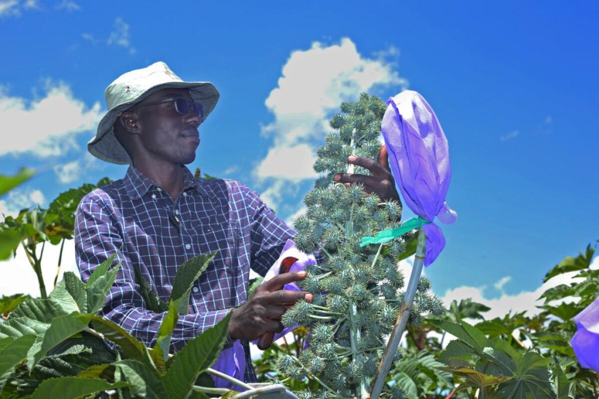 Biocarburanti, certificazione ISCC per un progetto di Eni in Kenya -