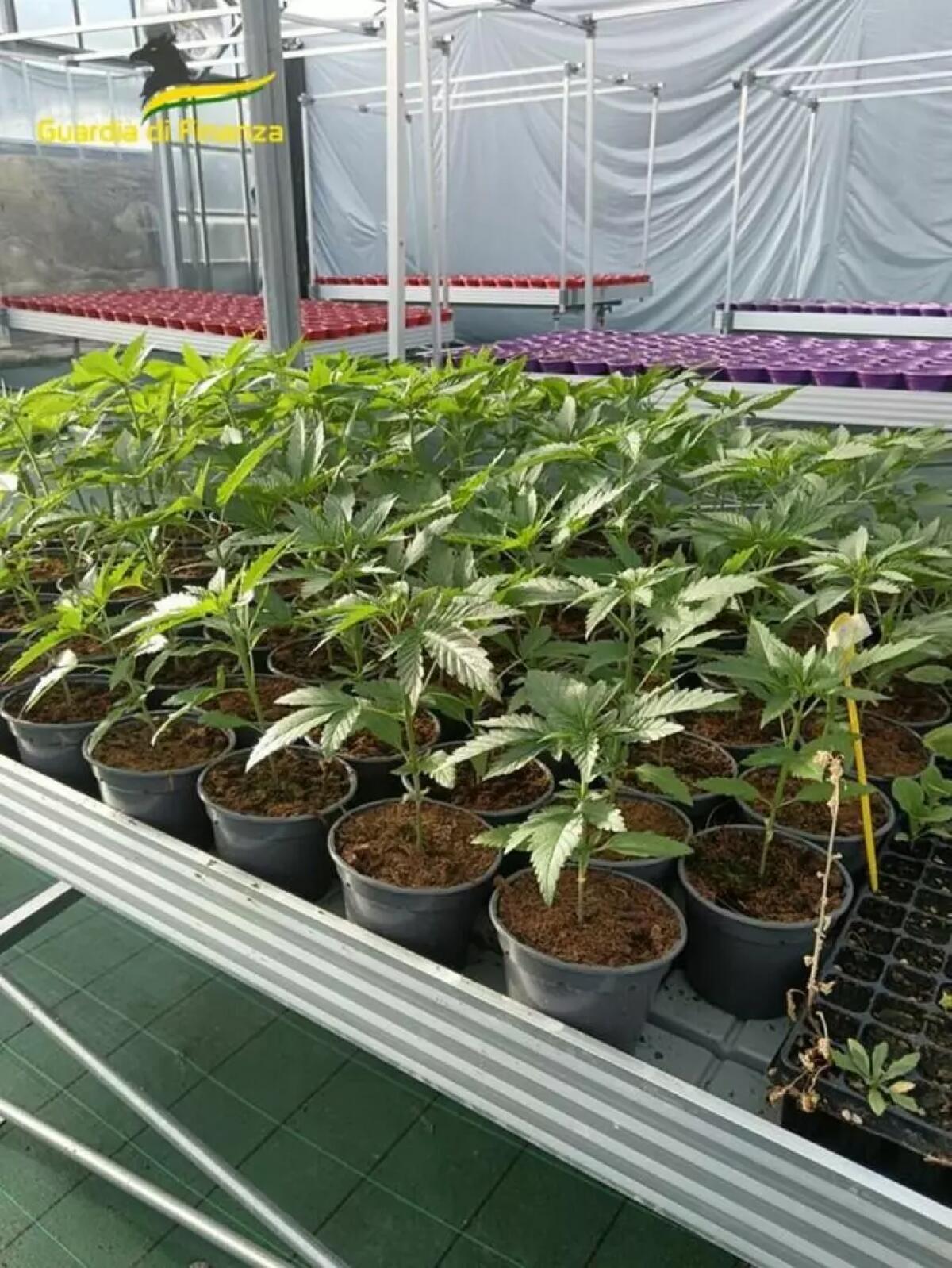 Savona, smantellata rete dedita al traffico internazionale di droga - 