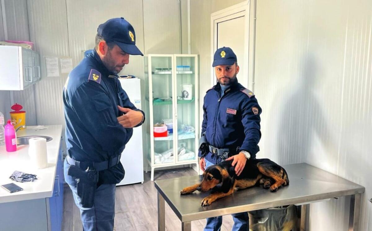 Cane salvato da un poliziotto: "Ha bisogno di un intervento delicato, chi può contribuisca" - 