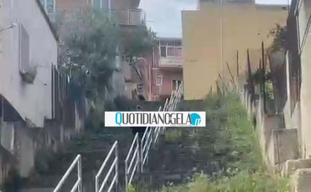 Giovane circondata da un branco di cani, "non è la prima volta che accade" - 