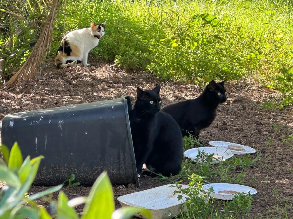 Giornata nazionale del gatto, ma a Gela sono animali di serie B - 