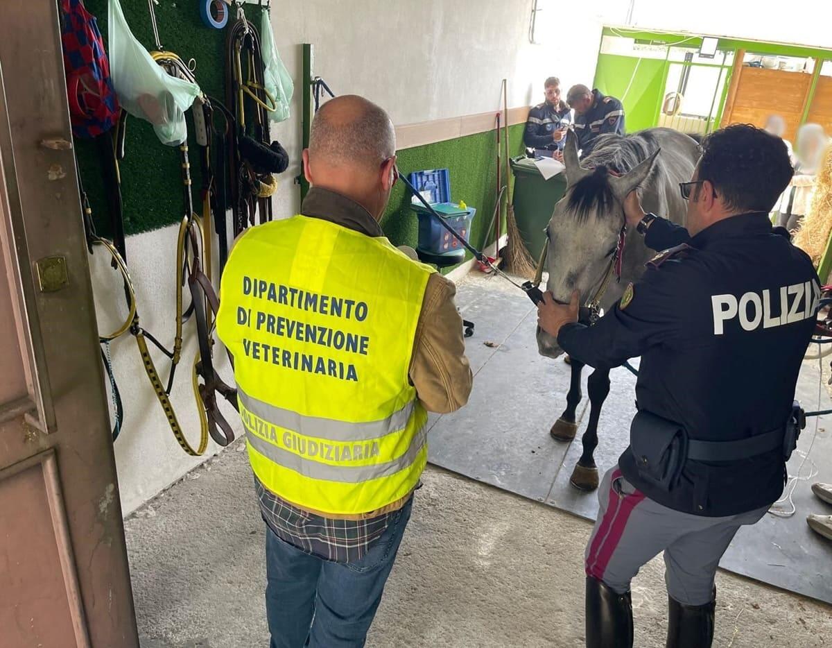 Scoperte 11 stalle abusive a Catania, 3 denunce e multe per 35.000 euro -