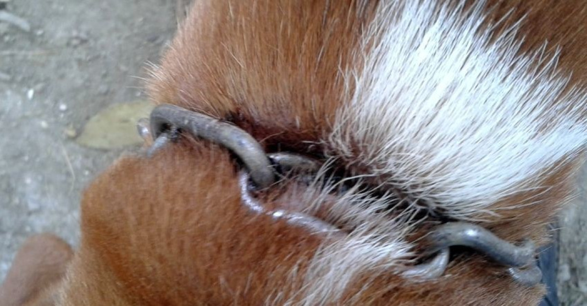 L'accusa di aver maltrattato il proprio cane che poi morì, 65enne assolto - 