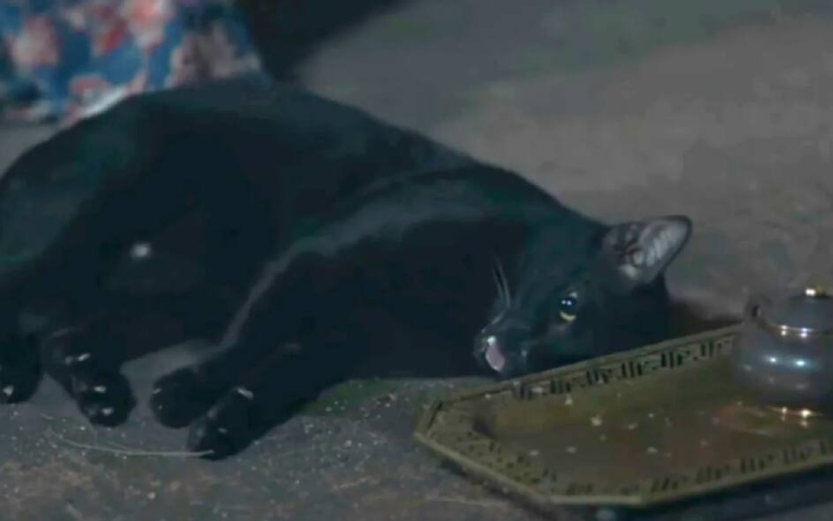 Gatti scomparsi e ritrovati con corde al collo: a Cantina Sociale cresce la paura - 