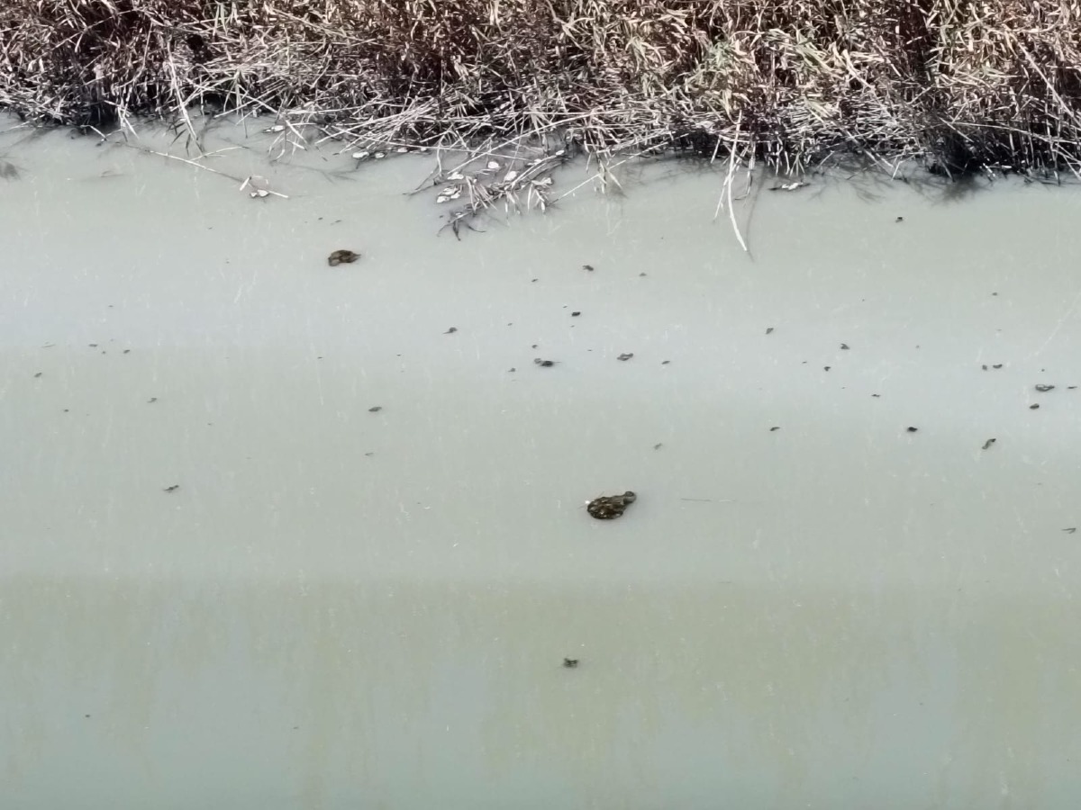 Fiume Gela, in acqua una patina completamente bianca: nuove segnalazioni  - Le acque del fiume Gela 