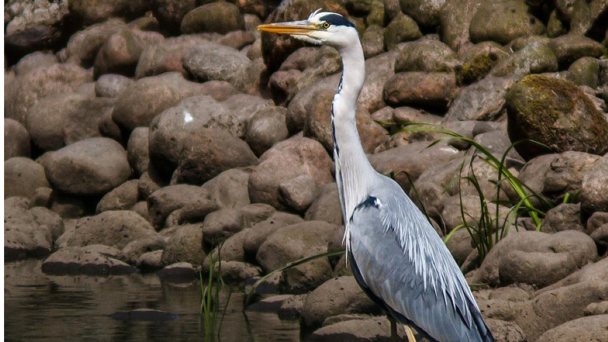 C'è un luogo incantato a Caltanissetta che ti lascerà senza fiato | Ecco dove si trova il paradiso - Foto: Ómar Runólfsson - Grey Heron - Ardea cinerea - Gráhegri - snowmanradio/Wikipedia