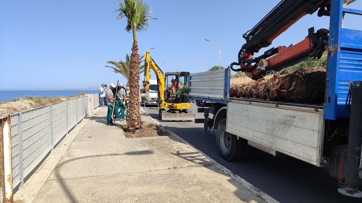 Cinquanta palme sul lungomare, "diamo un volto nuovo alla città" - 