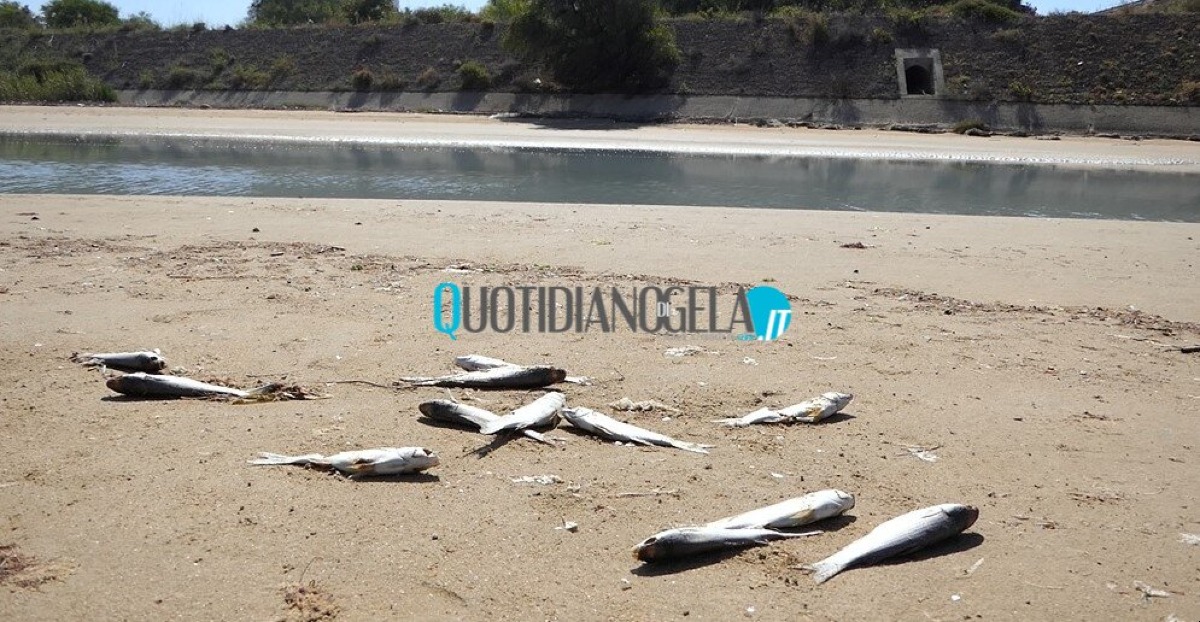 Condizioni fiume Gela, un tavolo tecnico per approfondire: situazione è preoccupante - Più volte è stata riscontrata una moria di pesci